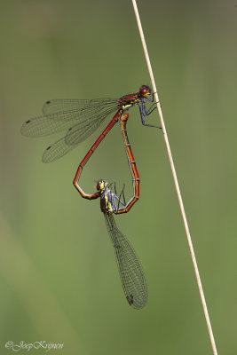 Vuurjuffer/Pyrrhosoma nymphula ♂♀