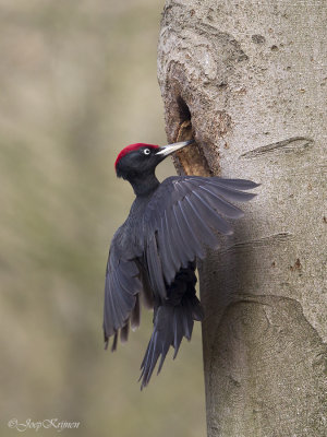 Zwarte specht/Black woodpecker