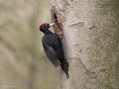 Zwarte specht/Black woodpecker