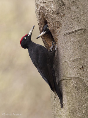 Zwarte specht/Black woodpecker