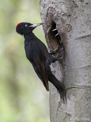 Zwarte specht/Black woodpecker