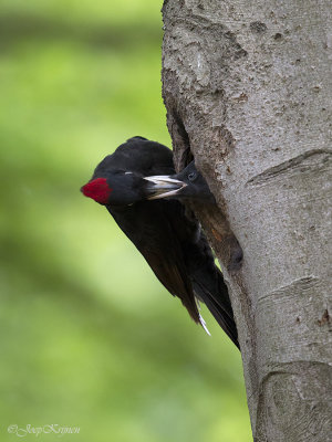 Zwarte specht/Black woodpecker