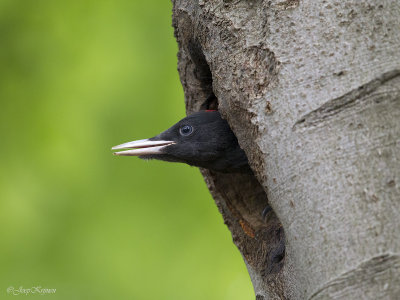 Zwarte specht/Black woodpecker