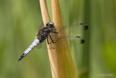 Bruine korenbout/Libellula fulva ♂