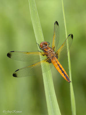 Bruine korenbout/Libellula fulva ♀