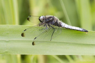 Bruine korenbout/Libellula fulva ♂