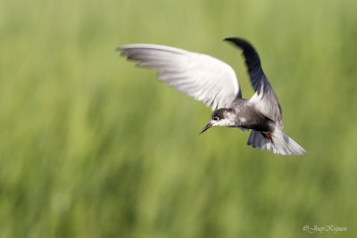 Zwarte stern/Black tern