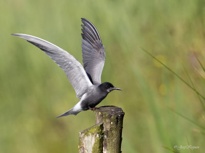 Zwarte stern/Black tern