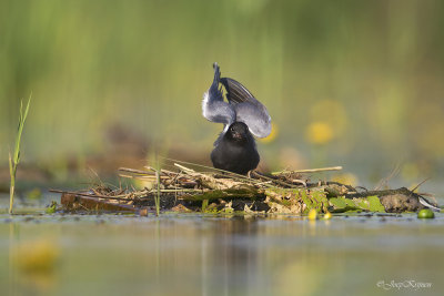 Zwarte stern/Black tern