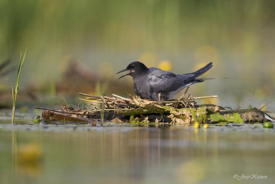 Zwarte stern/Black tern