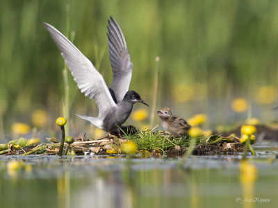 Zwarte stern/Black tern