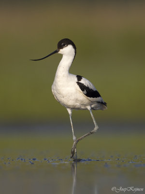 Kluut/Avocet