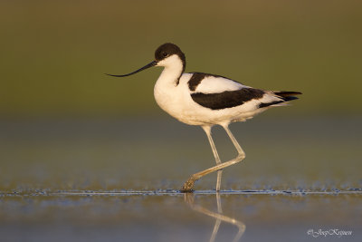 Kluut/Avocet