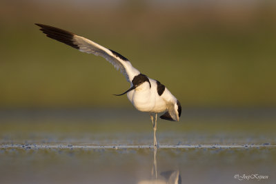 Kluut/Avocet