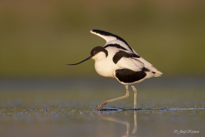Kluut/Avocet