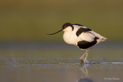 Kluut/Avocet