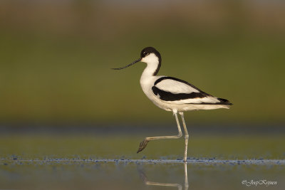 Kluut/Avocet