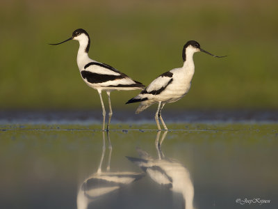 Kluut/Avocet