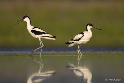 Kluut/Avocet