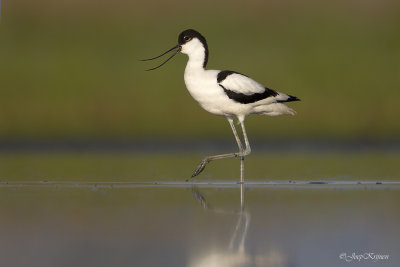 Kluut/Avocet