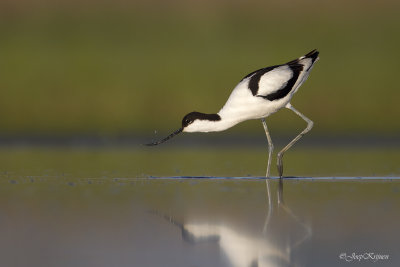 Kluut/Avocet