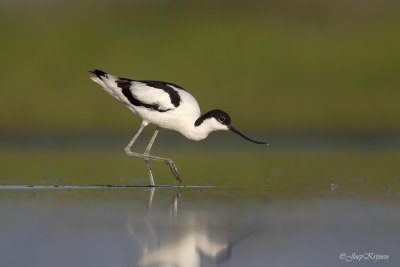 Kluut/Avocet