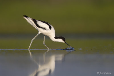 Kluut/Avocet