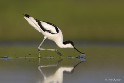 Kluut/Avocet
