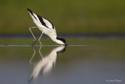 Kluut/Avocet
