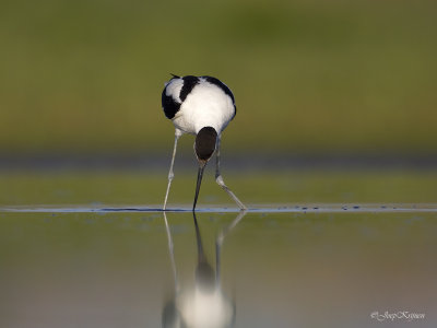 Kluut/Avocet