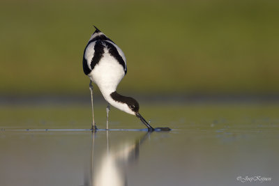 Kluut/Avocet