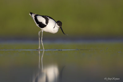 Kluut/Avocet