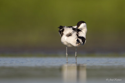 Kluut/Avocet