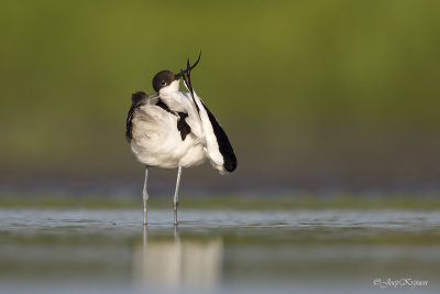 Kluut/Avocet