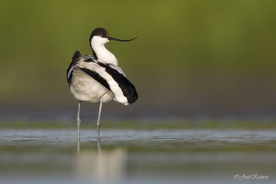 Kluut/Avocet