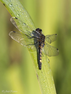 Gevlekte witsnuitlibel/Leucorrhinia pectoralis ♀