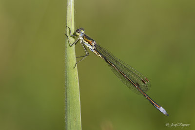 Tengere pantserjuffer/Lestes virens ♂