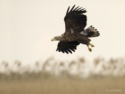 Zeearend/White-tailed eagle