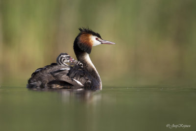 Fuut/Great crested crebe