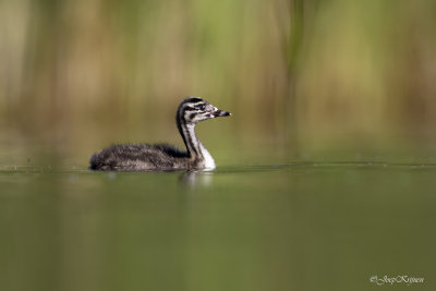 Fuut/Great crested crebe