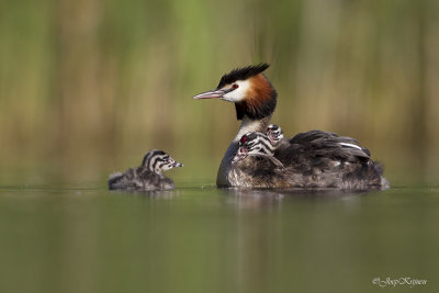 Fuut/Great crested crebe