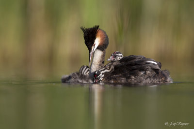 Fuut/Great crested crebe