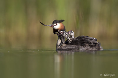 Fuut/Great crested crebe