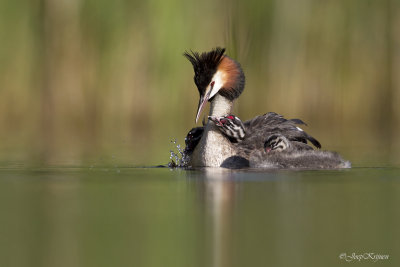 Fuut/Great crested crebe