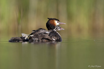 Fuut/Great crested crebe