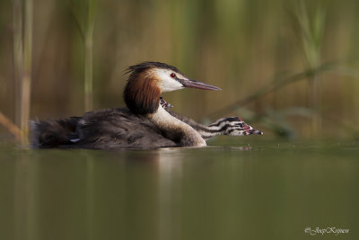 Fuut/Great crested crebe