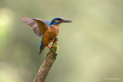 IJsvogel/Kingfisher