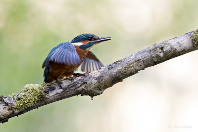 IJsvogel/Kingfisher