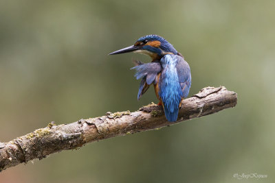 IJsvogel/Kingfisher