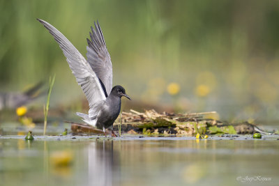 Zwarte stern/Black tern